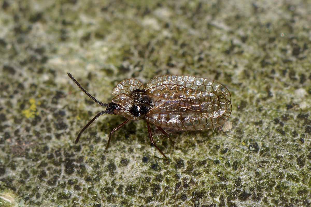 Tingidae: Derephysia foliacea del Piemonte